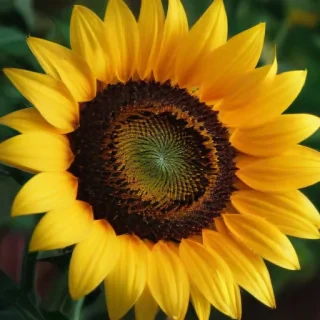 sunflower wallpapers