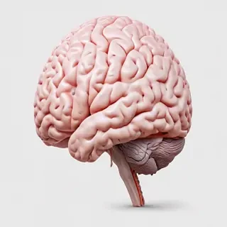 brain transparent background