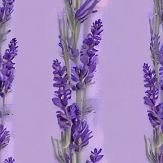 lavender phone background