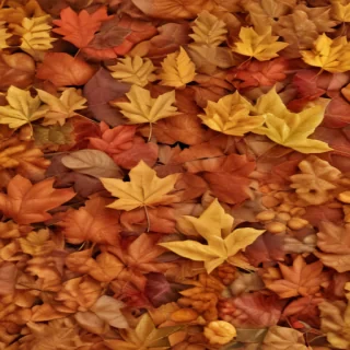 fall leaves aesthetic
