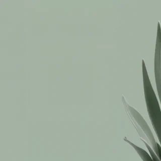 sage green aesthetic background