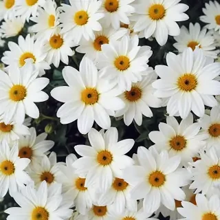 white flowers wallpaper iphone
