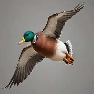 duck png