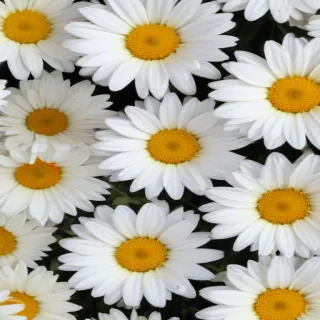 daisy background