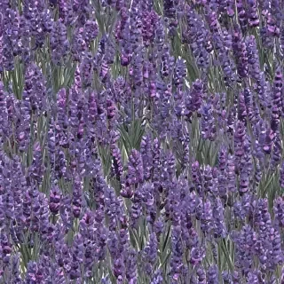 lavender wallpaper