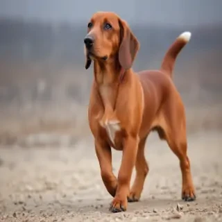 basschshund dog breed