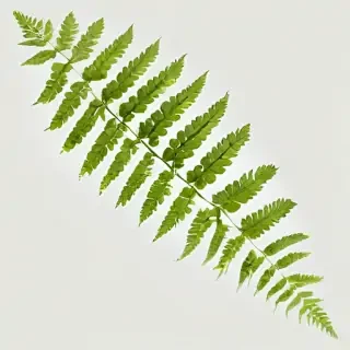 transparent fern png