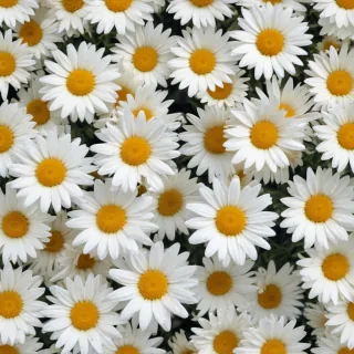 daisy background wallpaper