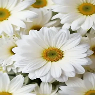 iphone white flower wallpaper
