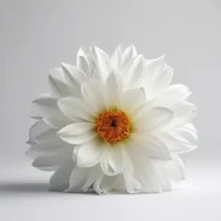 white background flower