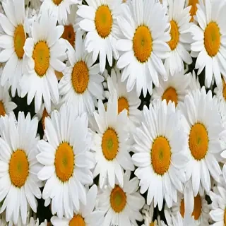 daisy wallpaper iphone