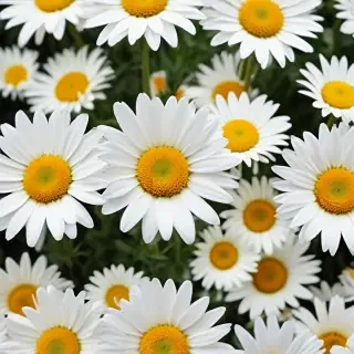 daisy flower wallpaper