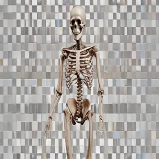 skeleton transparent background