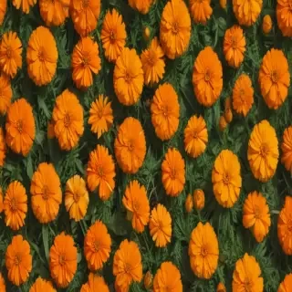 marigolds transparent