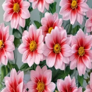 background flower cute wallpapers