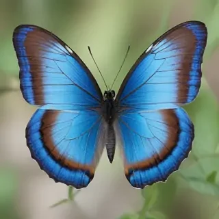 blue butterfly