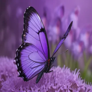 purple butterfly background