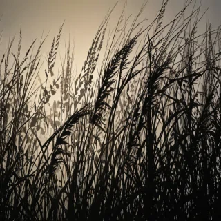 grass silhouette
