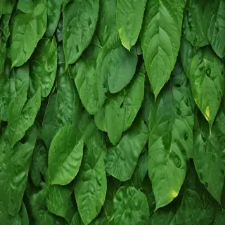 green leaf background