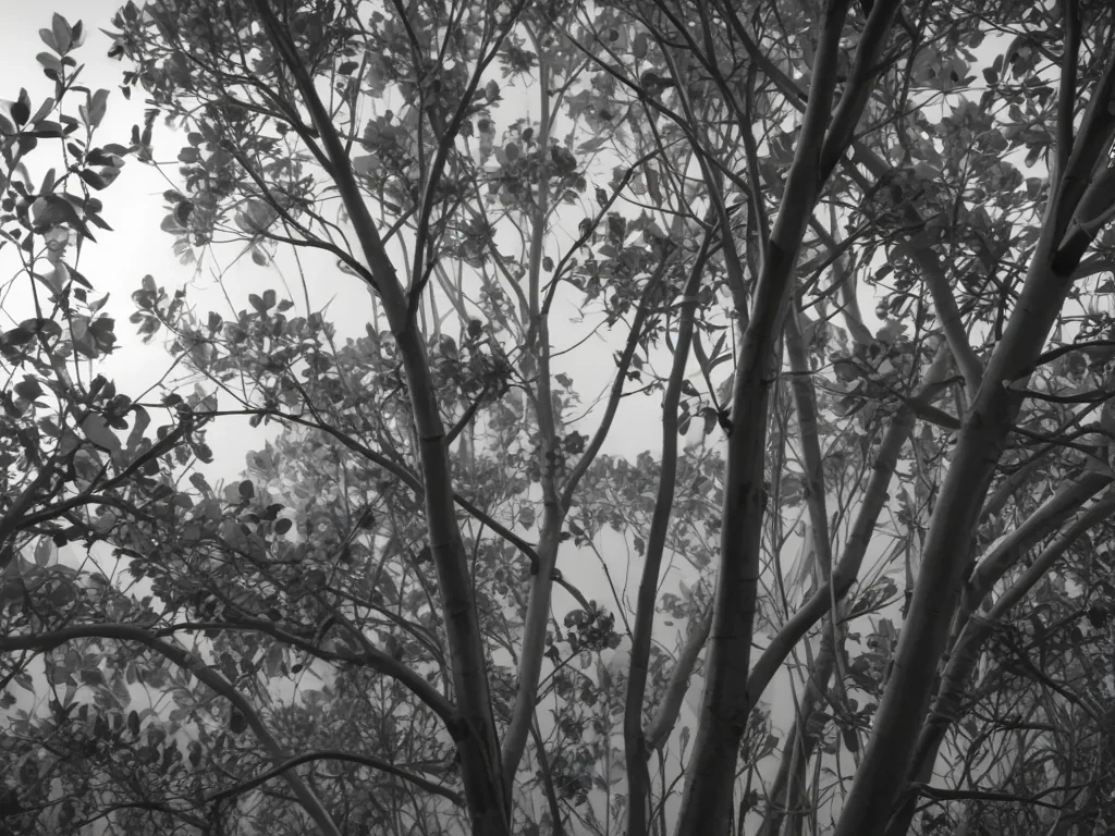eucalyptus clipart black and white