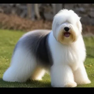 old english sheepdog