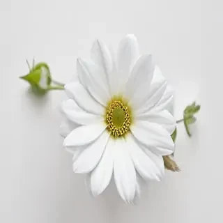 white background flower