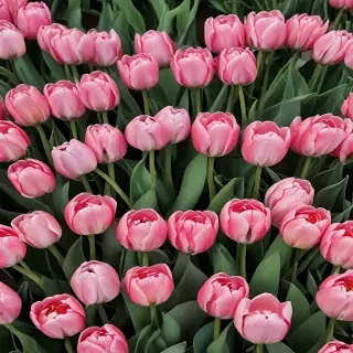 tulips wallpaper aesthetic
