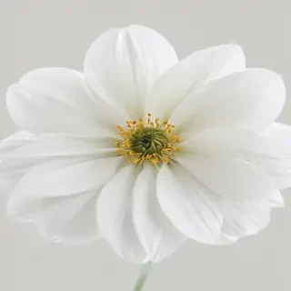 white flower transparent background