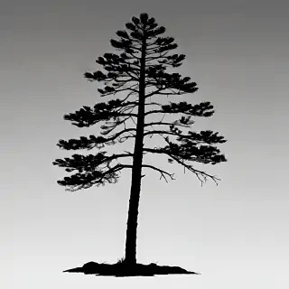 pine tree silhouette png