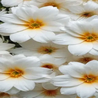 iphone white flower wallpaper