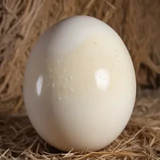 ostrich egg
