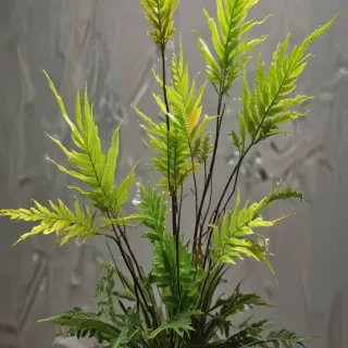 transparent plant