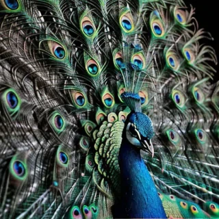 peacock black and white
