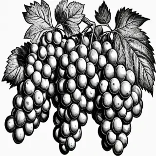 grapes clipart black and white