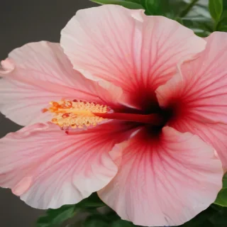 hibiscus flower png