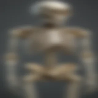skeleton transparent