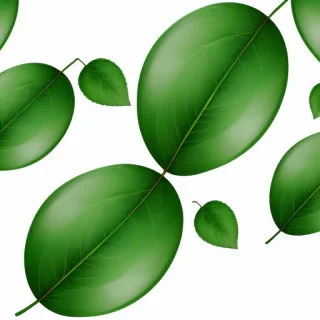 leaves transparent background