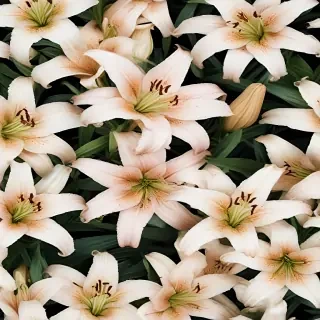 lily background