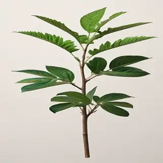 plant no background