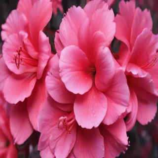 hot pink wallpaper iphone