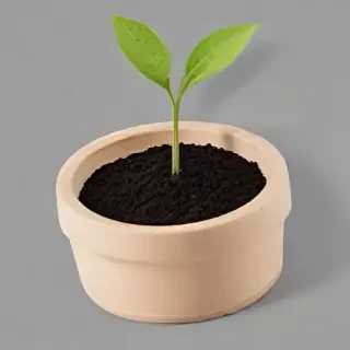 seedling png