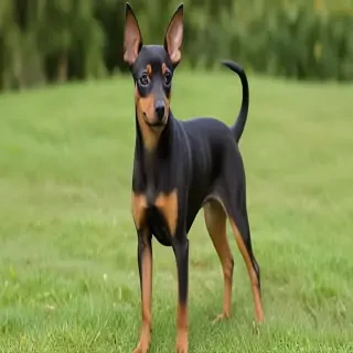 miniature pinscher