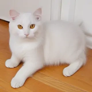 american curl cat breed