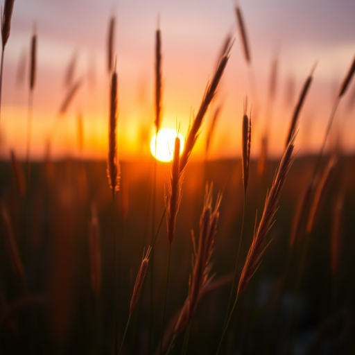 Capture a close-up of tall grass at sunrise, aperture f/2.8, ISO 100, 50mm lens, with a shallow depth of field to enhance the colors in the background, shot with a DSLR in landscape orientation.