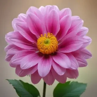 flower pictures