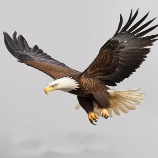eagle fly png