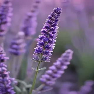 lavender iphone wallpaper