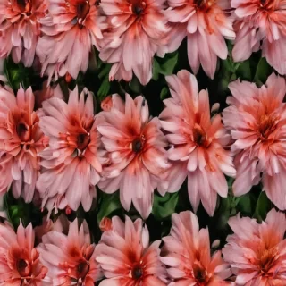 flower aesthetic