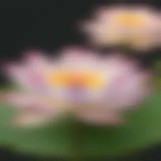 lotus flower png