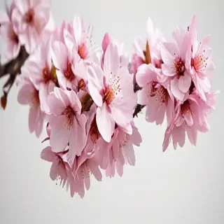 cherry blossoms png